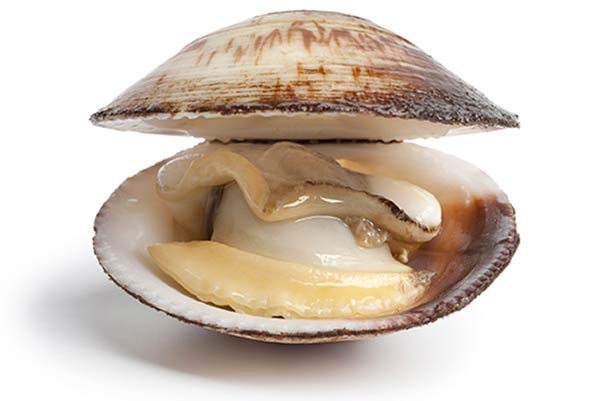 clam