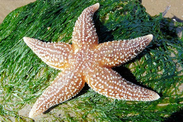 echinoderm