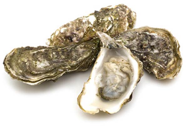 oyster2